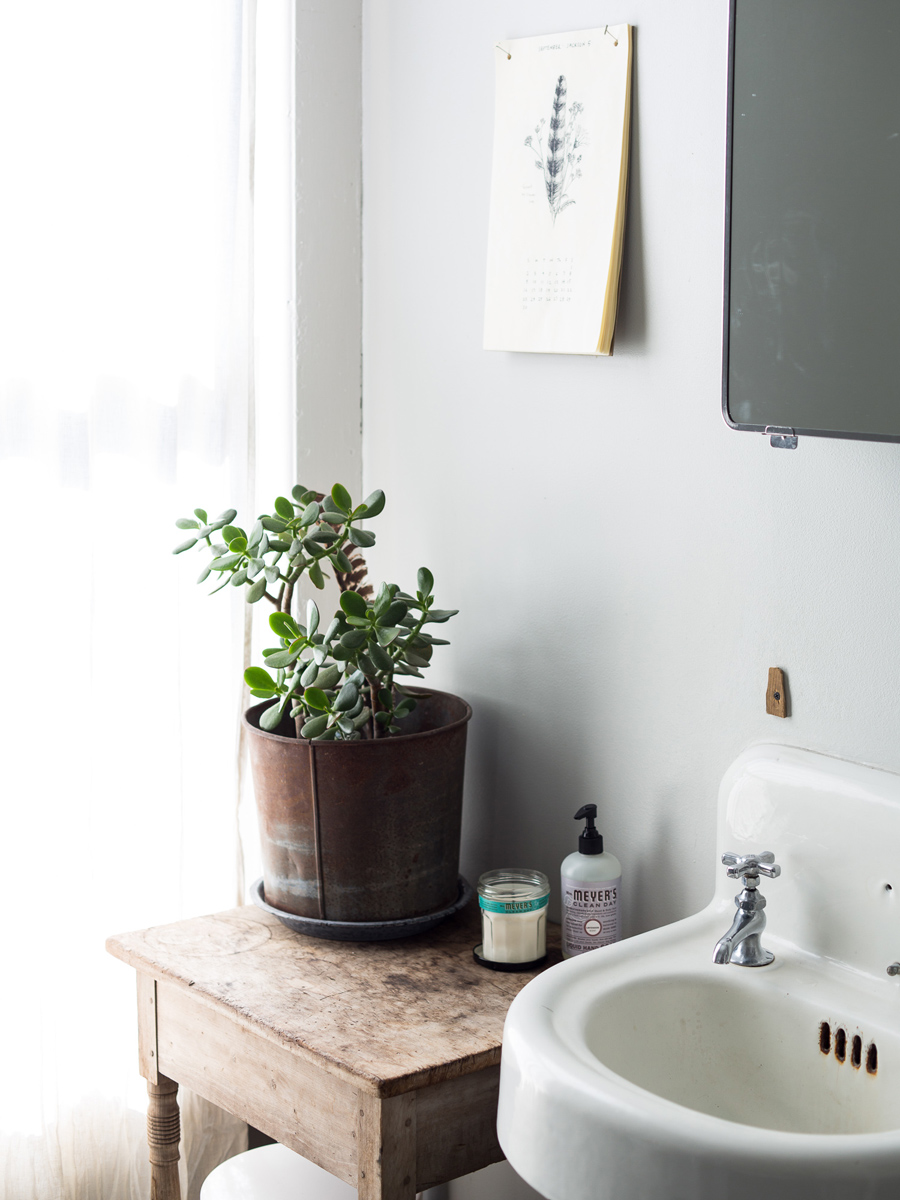 Non solo pothos: le piante facili da appartamento casa.it