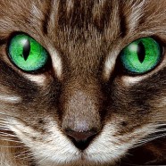 Anche il gatto di casa può essere a impatto zero