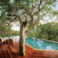 La casa intorno all’albero
