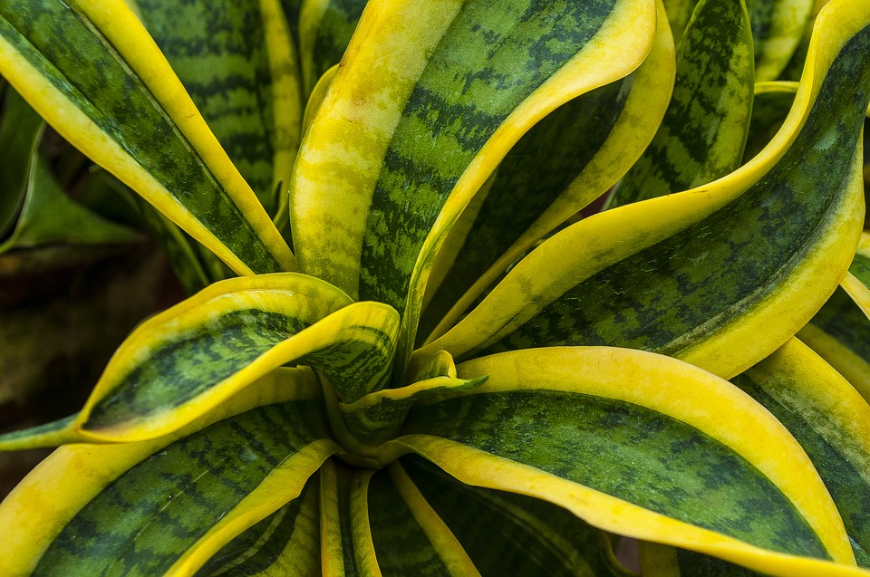 Come purificare laria in camera da letto con 3 piante casa.it Sansevieria purifica aria
