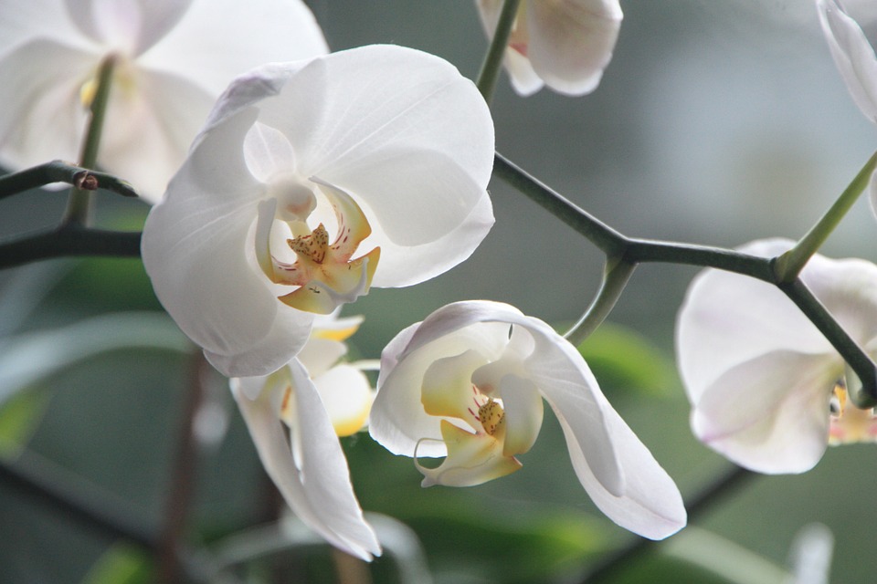 orchid-4780_960_720